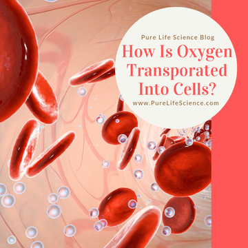 How Is Oxygen Transported into Cells? | Pure Life Science