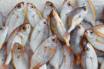 The Fish Oil Smell Test: What Your Supplement Is Hiding